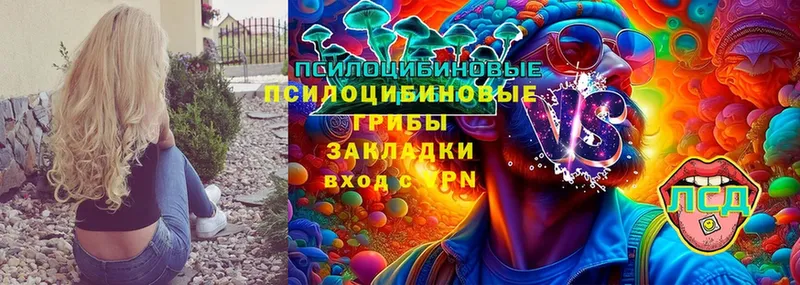 Псилоцибиновые грибы Psilocybine cubensis  Сыктывкар 